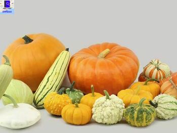 La Casa de la Calabaza